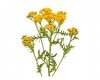 Wrotycz 3 kg - EQUIHERBS 